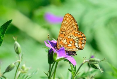 Asian Fritillary (Euphydryas intermedia)