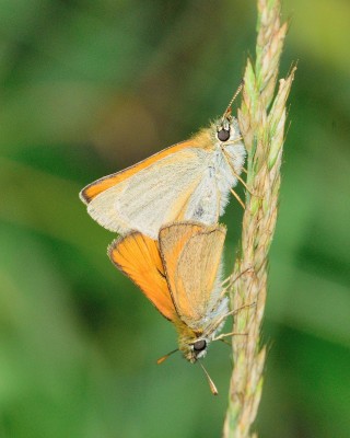 Small Skipper (Thymelicus sylvestris)