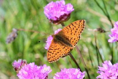 Mountain Fritillary or could it be  Shepherd's Fritillary