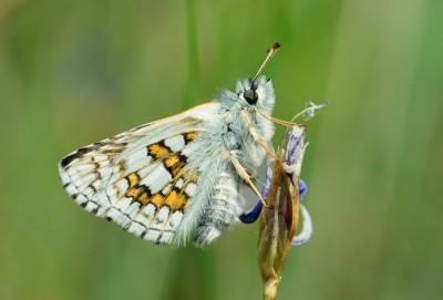 Yellow-banded Skipper (Pyrgus sidae).