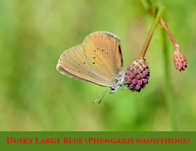 Dusky Large Blue (Phengaris nausithous).jpg