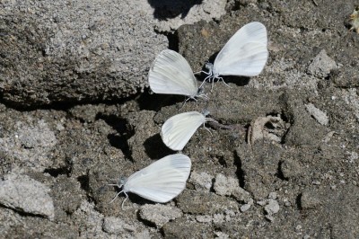 Wood White (Leptidea sinapis).jpg