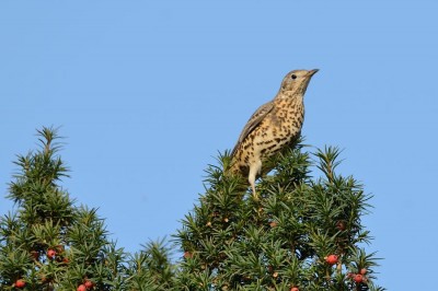 SEP_8919 Mistle Thrush (Turdus viscivorus).jpg