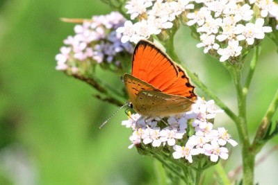 Scarce Copper (Lycaena virgaureae)