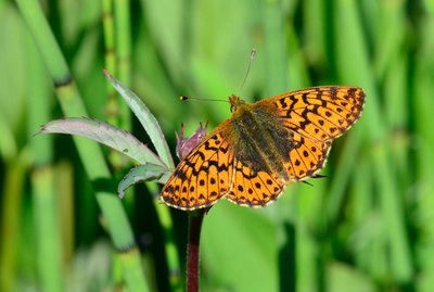 MAY_6899 Cranberry Fritillary ( Boloria aquilonaris).jpg