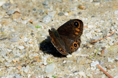 Northern Wall (Lasiommata petropolitana)<br />Another exciting unexpected find