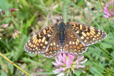 Knapweed Fritillary (Melitaea phoebe)