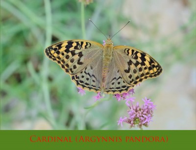 CARDINAL (ARGYNNIS PANDORA)