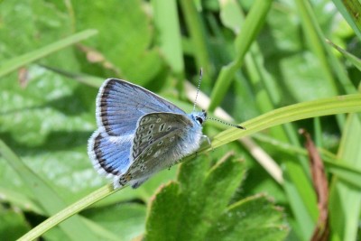 Eros Blue (Polyommatus eros).