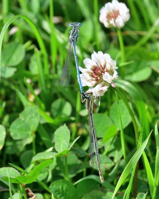 White-legged Damselfly - ( Platycnemis pennipes), Whixall