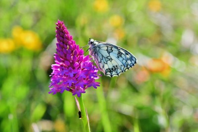 Marbled White. (Melanargia galathea)