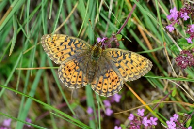 Twin-spot Fritillary (Brenthis hecate)