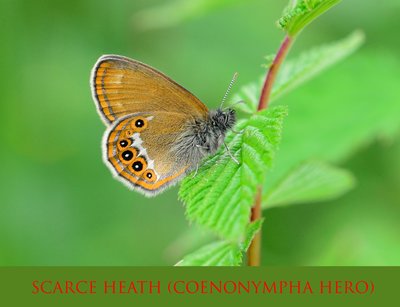 35 Scarce Heath (Coenonympha hero) 2.jpg