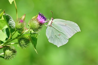 JUI_6278 Brimstone (Gonepteryx rhamni).jpg