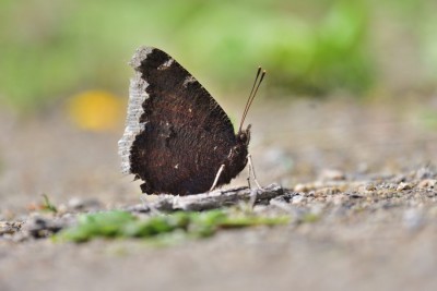 Camberwell Beauty (Nymphalis antiopa) Loire- Atlantique