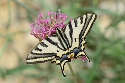 Southern Swallowtail (Papilio alexanor)