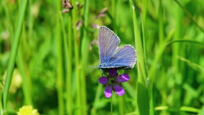 JAN_3811   Common blue.jpg