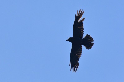 Raven  (Corvus corax)