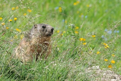 Marmot