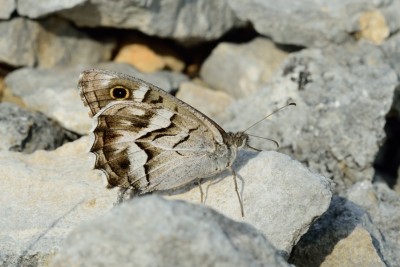 Striped Grayling (Hipparchia fidia)