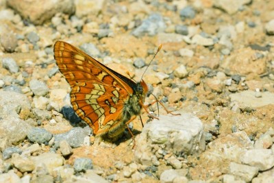 Scarce Fritillary (Euphydryas maturna)