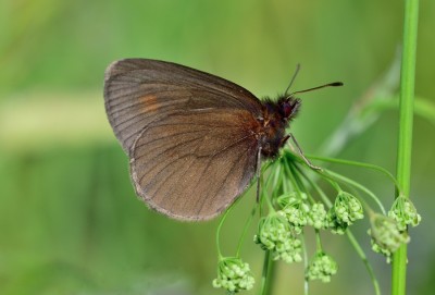 Yellow-spotted Ringlet (Erebia manto)