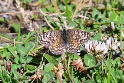 Spotted Fritillary (Melitaea didyma).