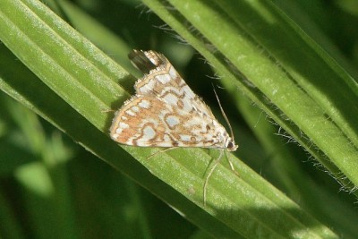 JUD_6573_00001  Westhay NNR.jpg