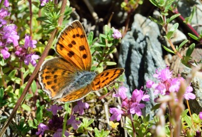 Purple-shot Copper (Lycaena alciphron)