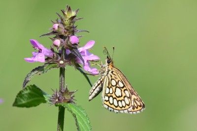 Large Chequered Skipper (Heteropterus morpheus)