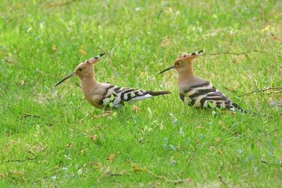 Hoopoe (Upupa epops)