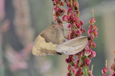 Meadow Browns