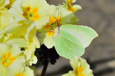 Brimstone (Gonepteryx rhamni)