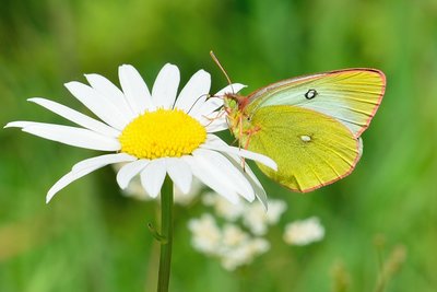 MAY_7188 Moorland Clouded Yellow (Colias palaeno).jpg