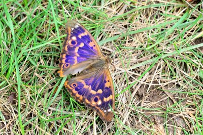 Lesser Purple Emperor (Apatura ilia)<br />Seemingly none the worst for his/her experience.