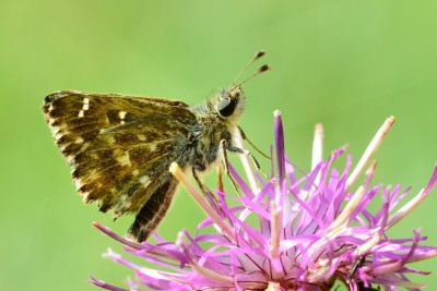 Mallow Skipper ( Carcharodus alceae)