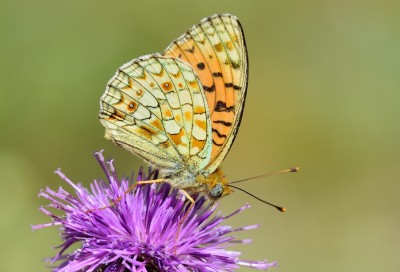 Niobe Fritillary (Argynnis niobe)