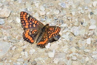 Asian Fritillary (Euphydryas intermedia)