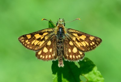 Chequered Skipper (Carterocephalus palaemon)