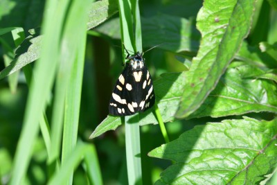 JUD_2241  Scarlet Tiger Moth.jpg