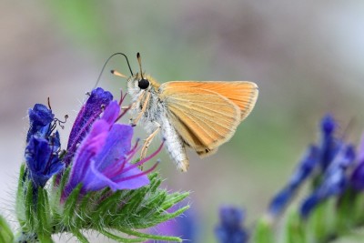 MAY_8675 Essex Skipper (Thymelicus lineolus) Col de Negron Drome.  3x2.jpg