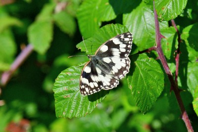 09-06-2020<br />Marbled White<br />Melanargia galathea