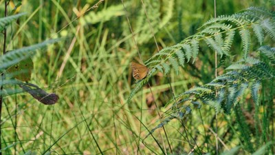 False Ringlet (Coenonympha oedippus)<br />First sighting