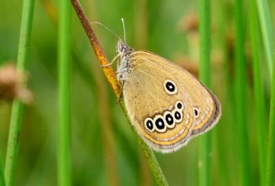 False Ringlet (Coenonympha oedippus)