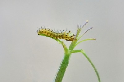 Southern Swallowtail (Papilio alexanor) larvae