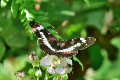 JUD_3710   White Admiral.jpg