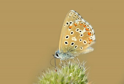 T4992x3292-309  Adonis Blue (Lysandra bellargus).jpg