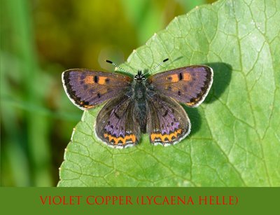 29 Violet Copper (Lycaena helle) 2.jpg