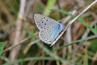 Large Blue (Maculinea arion) Somerset.