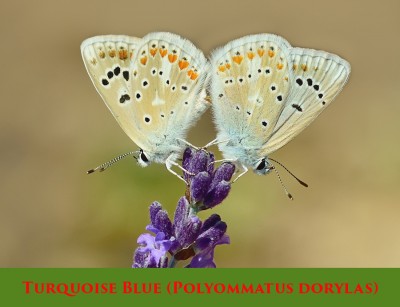 Turquoise Blue (Polyommatus dorylas).jpg